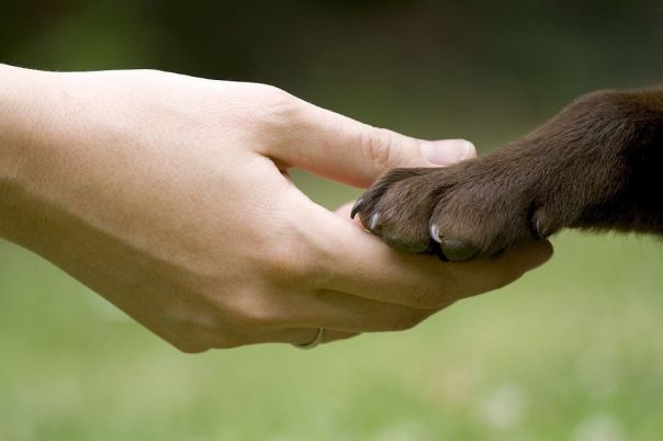 human_dog_handshake